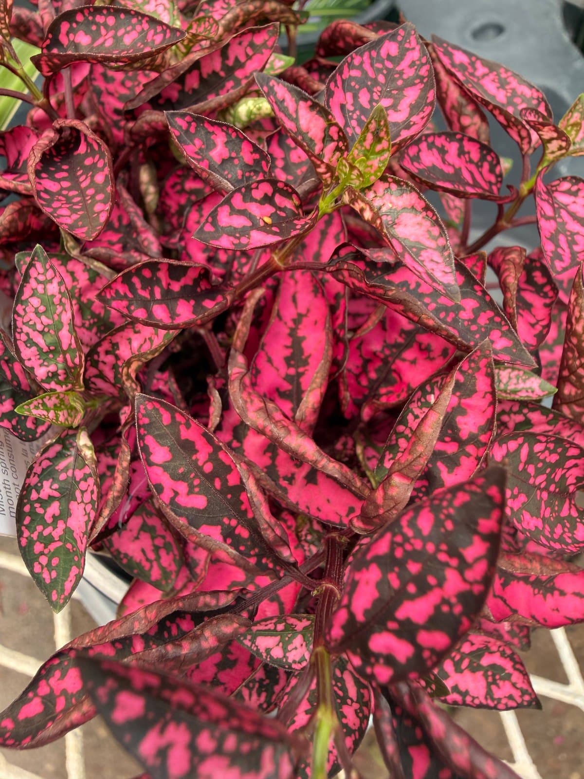 Hypoestes