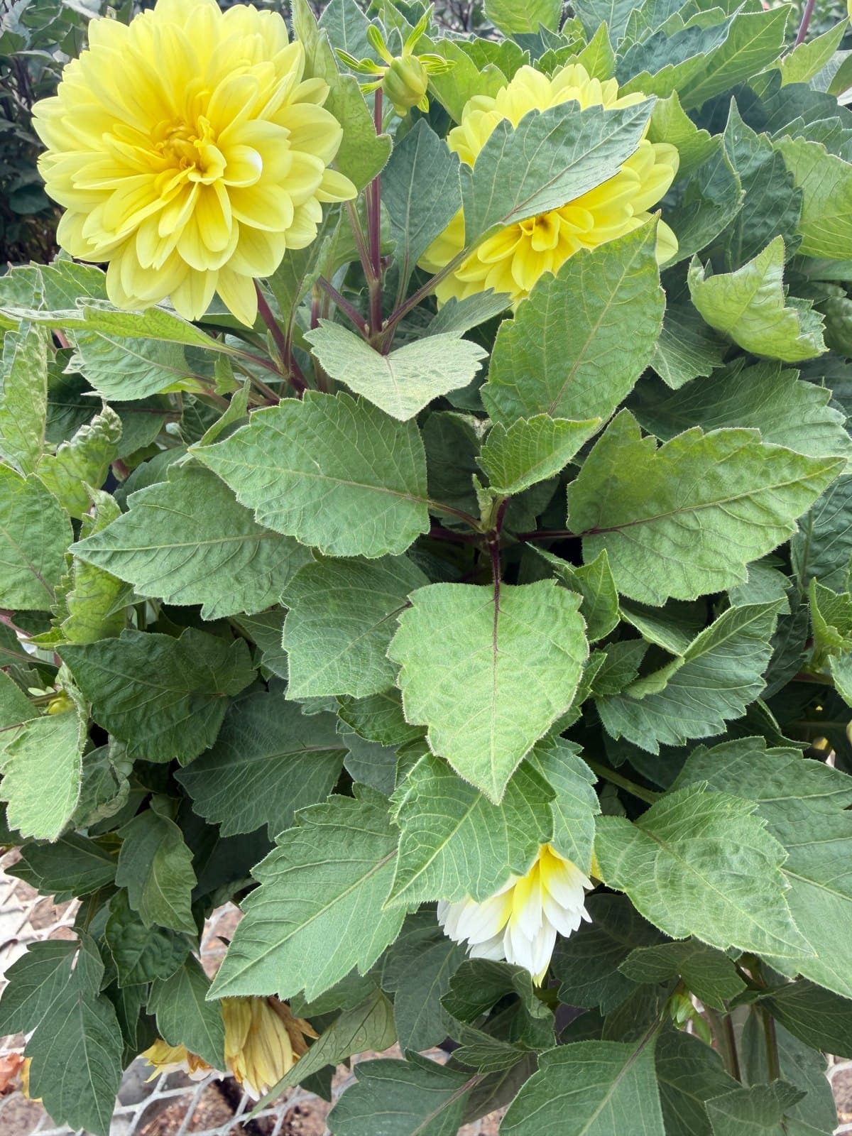 Dahlias