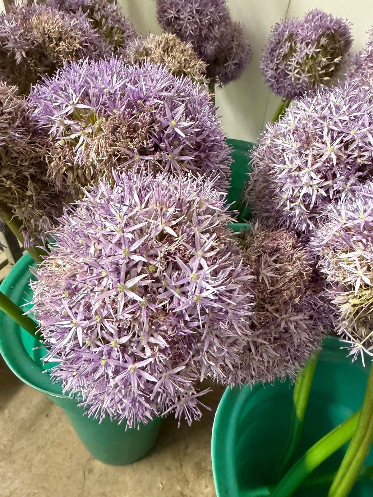 Allium