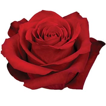 Fresh Cut ROSES RED FREEDOM 50CM 100-0005
