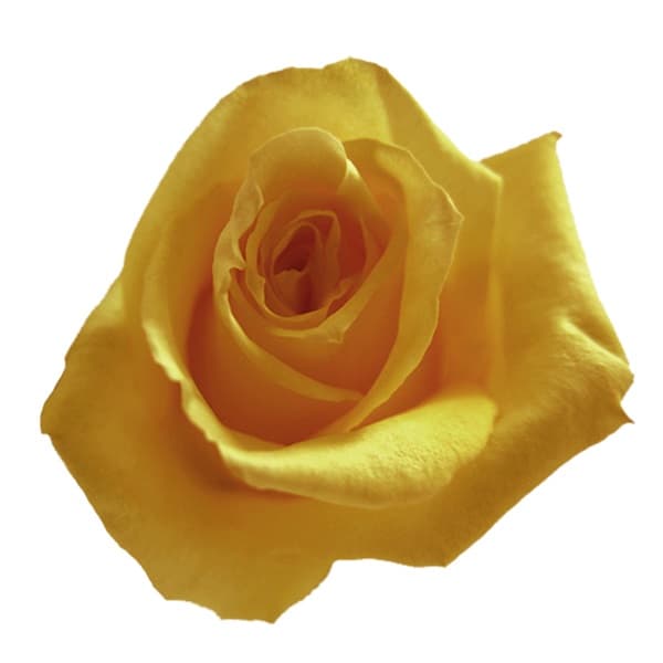 Fresh Cut ROSES YELLOW MOMENTUM 50CM 100-0039