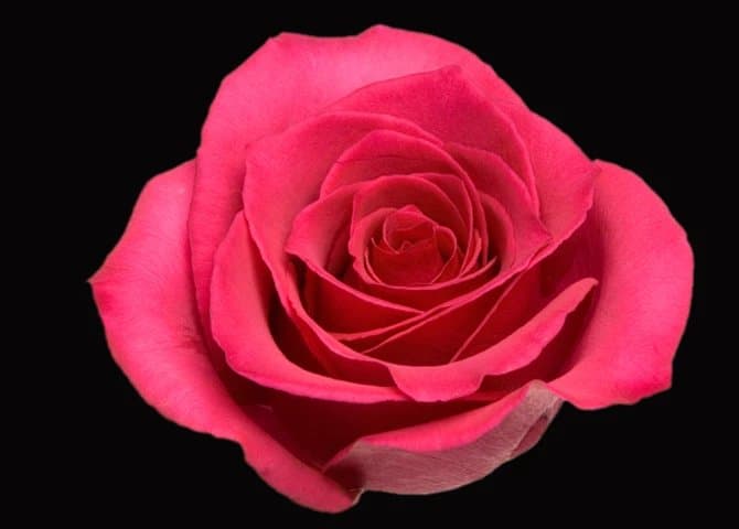 Fresh Cut ROSES HOT PINK 60 CM 100-0081