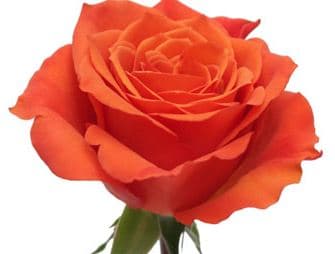 Fresh Cut ROSES ORANGE SANTANA 50CM 100-0099