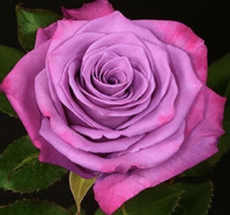 Fresh Cut ROSES MOODY BLUES 60CM 100-0125