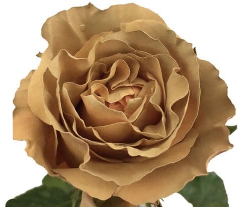 Fresh Cut ROSES MACCHIATO TINTED 100-0142