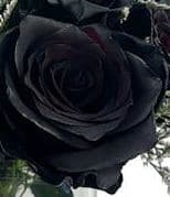 Fresh Cut ROSES BLACK TINTED 100-9998