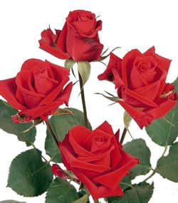 Fresh Cut SPRAY ROSES RED 110-0001