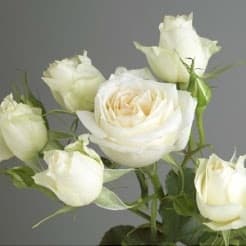 Fresh Cut SPRAY ROSES WHITE SNOWFLAKE 110-0002