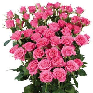 Fresh Cut SPRAY ROSES PINK 110-0003