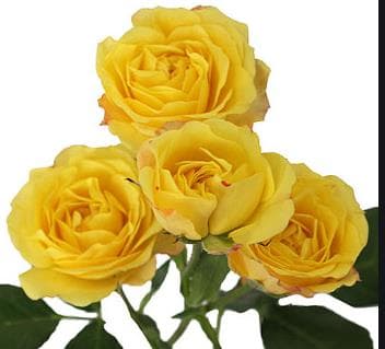 Fresh Cut SPRAY ROSES YELLOW 110-0004