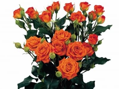 Fresh Cut SPRAY ROSES ORANGE 110-0007