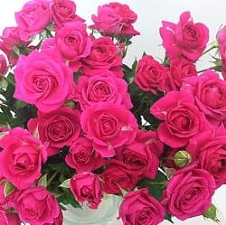 Fresh Cut SPRAY ROSES HOT PINK 110-0008