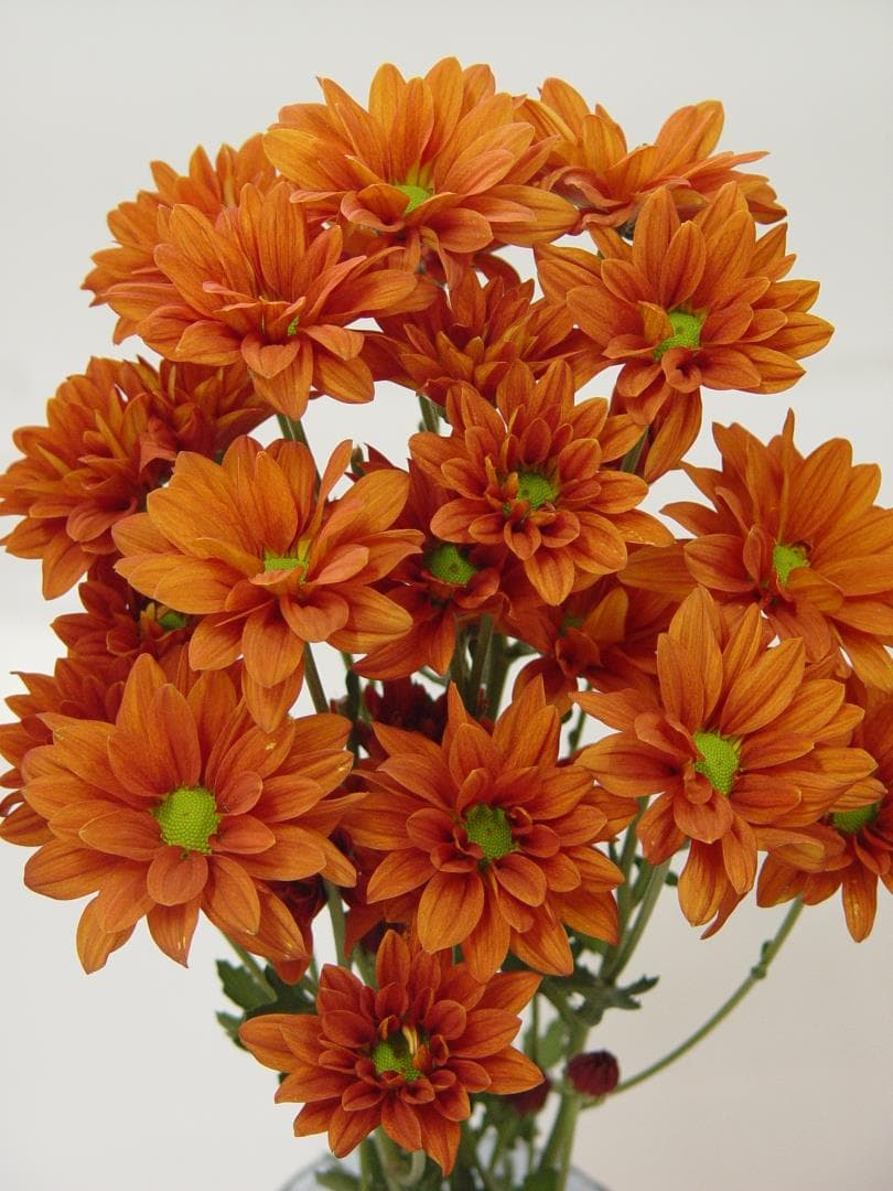 Fresh Cut POMP DAISY BRONZE 116-0004