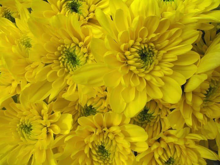 Fresh Cut POMP CUSHION YELLOW 116-0007