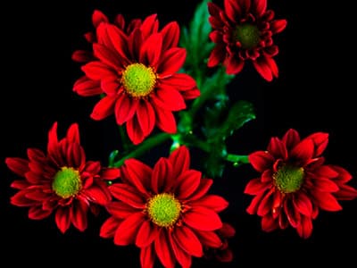 Fresh Cut POMP DAISY RED 116-0011