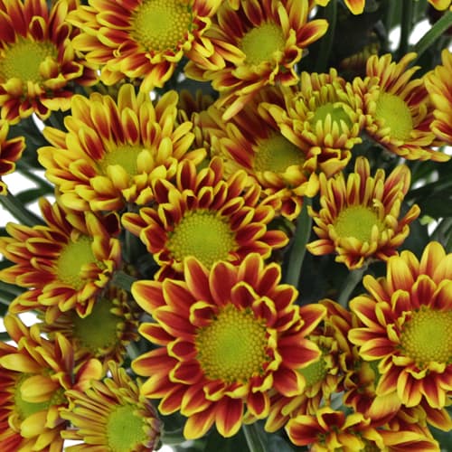 Fresh Cut POMP DAISY COCARDE 116-0012