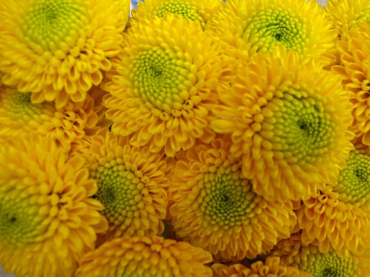 Fresh Cut POMP BUTTON YELLOW 116-0013