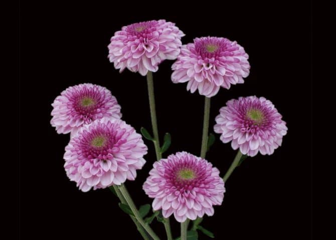 Fresh Cut POMP BUTTON LAVENDER 116-0015