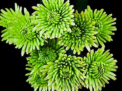 Fresh Cut POMP CUSHION GREEN ANTHOS 116-0021