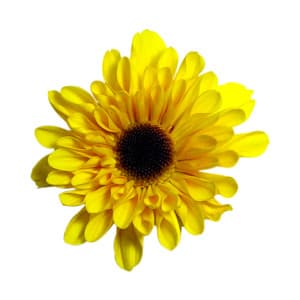 Fresh Cut POMP VIKING YELLOW 116-0029