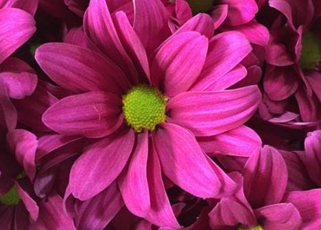 Fresh Cut POMP DAISY DARK LAVENDER 116-0033