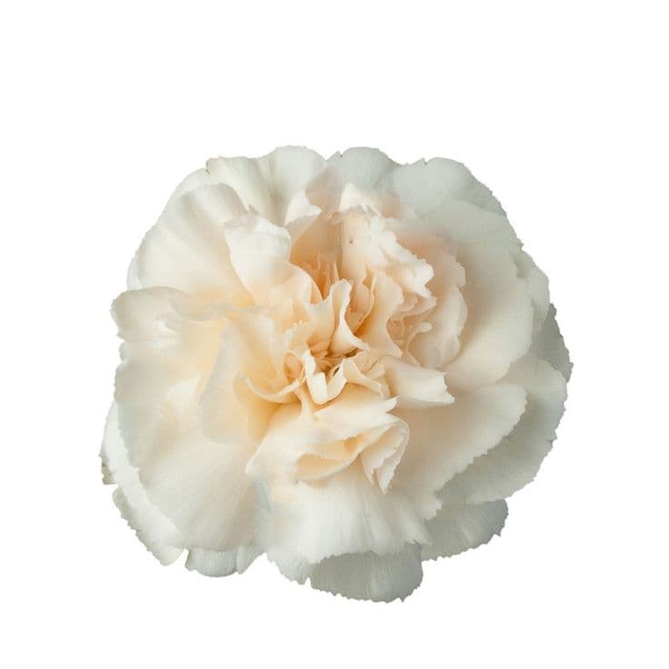 Fresh Cut CARNATION IVORY SELECT 121-0010