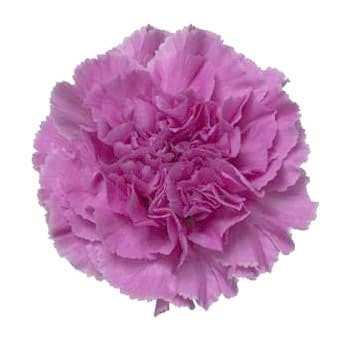 Fresh Cut CARNATION LAV NAT SELECT 121-0013