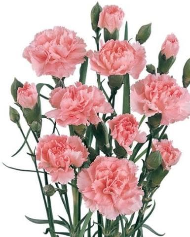 Fresh Cut MINI CARNATION PINK 126-0003