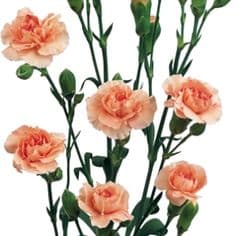 Fresh Cut MINI CARNATION PEACH 126-0004