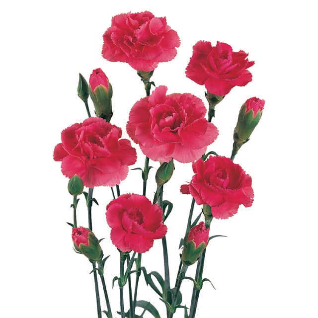 Fresh Cut MINI CARNATION HOT PINK 126-0008