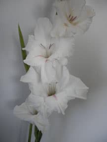 Fresh Cut GLADIOLUS WHITE FLORIDA 131-0013