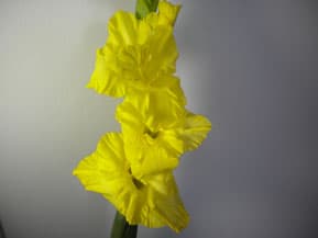 Fresh Cut GLADIOLUS YELLOW FLORIDA 131-0020