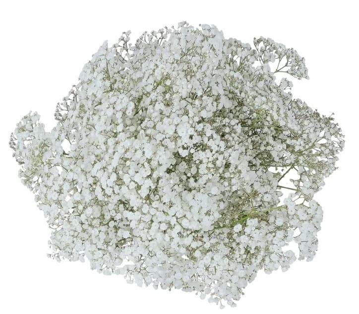 Fresh Cut GYPSOPHILIA MILLION STAR 151-0004