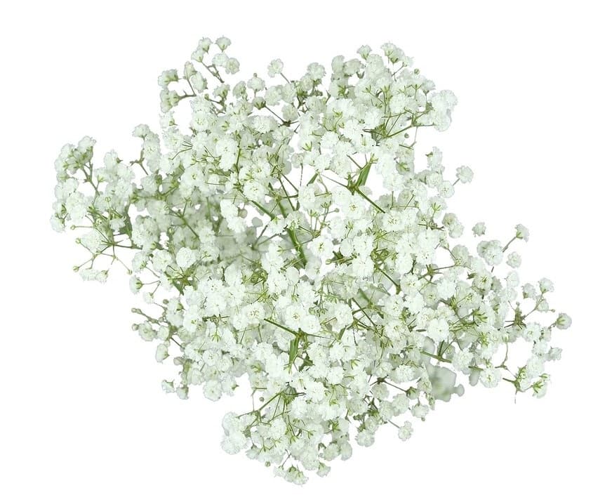 Fresh Cut GYPSOPHILIA EXCELLENCE 151-0006
