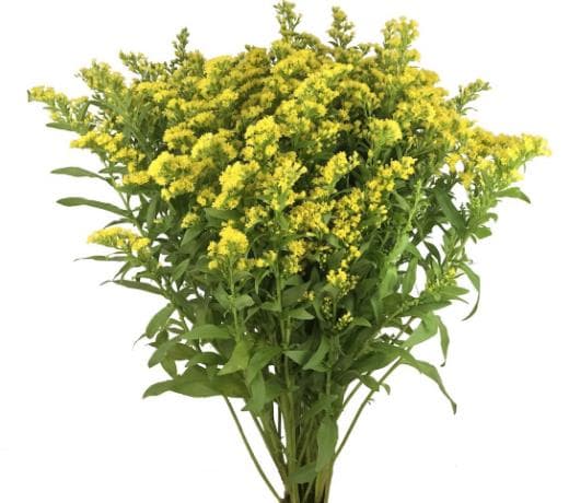 Fresh Cut SOLIDASTER YELLOW ROYALCROWN 152-0001