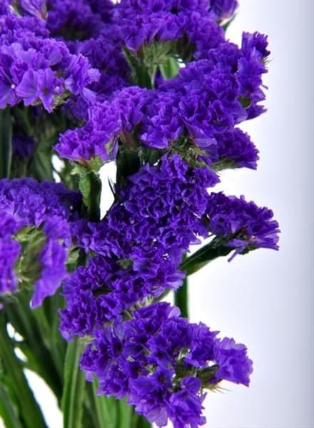Fresh Cut STATICE PURPLE SA 157-0001