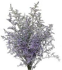 Fresh Cut CASPIA BLUE LIMONIUM 158-0001