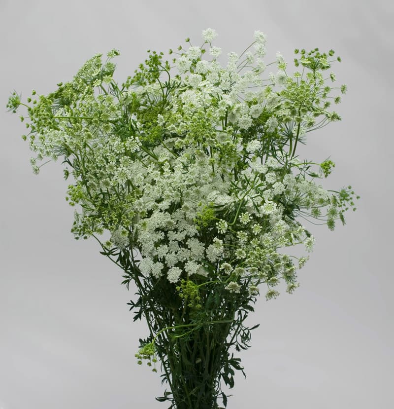 Fresh Cut QUEEN ANNS LACE 159-0001
