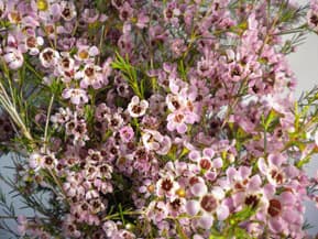 Fresh Cut WAXFLOWER PINK 160-0001