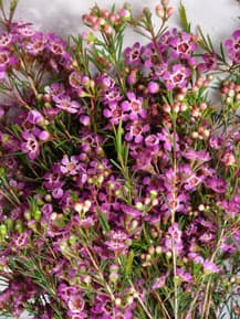 Fresh Cut WAXFLOWER PURPLE 160-0002