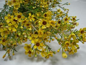 Fresh Cut WAXFLOWER YELLOW 160-0011