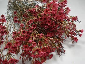 Fresh Cut WAXFLOWER RED 160-0012