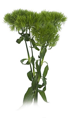 Fresh Cut GREEN BALL DIANTHUS 178-0003
