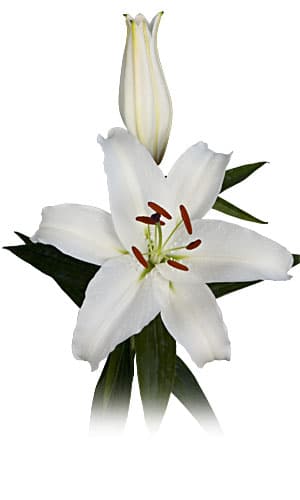 Fresh Cut LILY WHITE ORIENTAL 182-0016