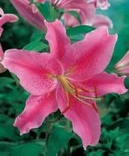 Fresh Cut LILY PINK ACAPULCO 182-0021
