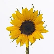 Fresh Cut SUNFLOWERS LOCAL 187-0006
