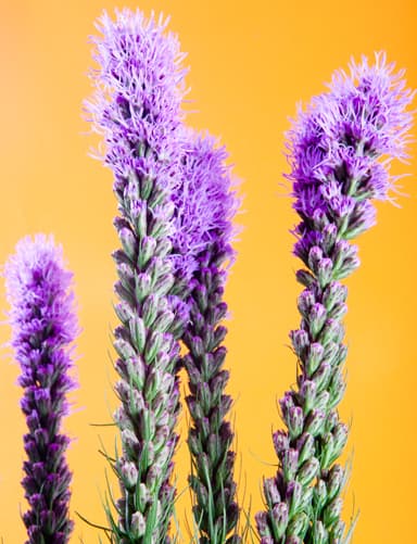 Fresh Cut LIATRIS PURPLE 100 CM 195-0003