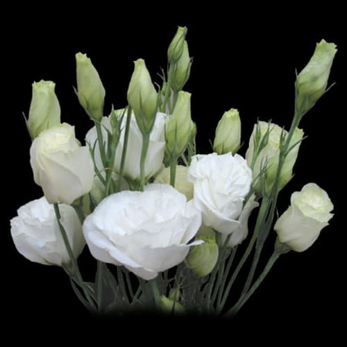 Fresh Cut LISIANTHUS WHITE HOLLAND 197-0001