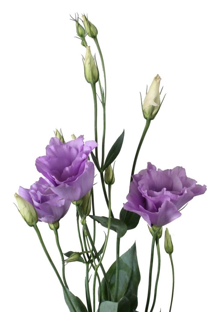 Fresh Cut LISIANTHUS LAVENDER HOLLAND 197-0006