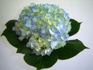 Fresh Cut HYDRANGEA CUT BLUE 205-0003